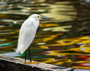 A Snowy Egret perched on a rail overlooking reflections in the water of the Moss Landing Harbor, along the Pacific Coast of California in Monterey.  