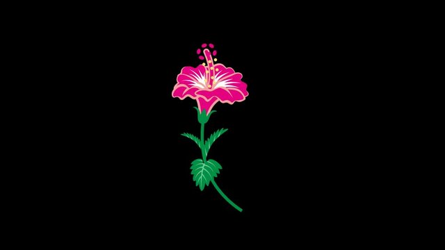 Alpha channel file - growing up pink color hibiscus flower plants animation