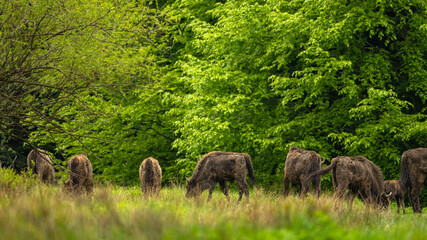 European Bison (Wisent) /Bison bonasus/ The Bieszczady Mts., Carpathians, Poland.