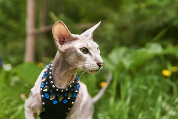 beautiful peterbald cat on a blurred natural background