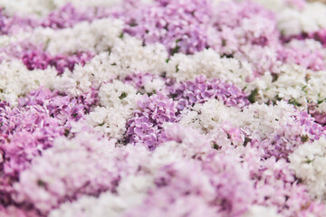 Obraz premium natural background of blooming lilacs, partial blur