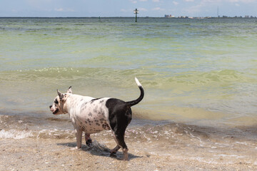 Dog at the dog park oceanside