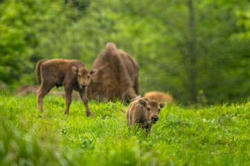 Fototapeta premium European Bison (Wisent) /Bison bonasus/ The Bieszczady Mts., Carpathians, Poland.