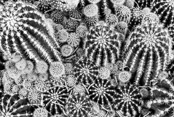Cactus pattern in black and white