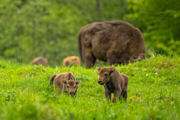 European Bison (Wisent) /Bison bonasus/ The Bieszczady Mts., Carpathians, Poland.