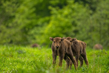 European Bison (Wisent) /Bison bonasus/ The Bieszczady Mts., Carpathians, Poland.