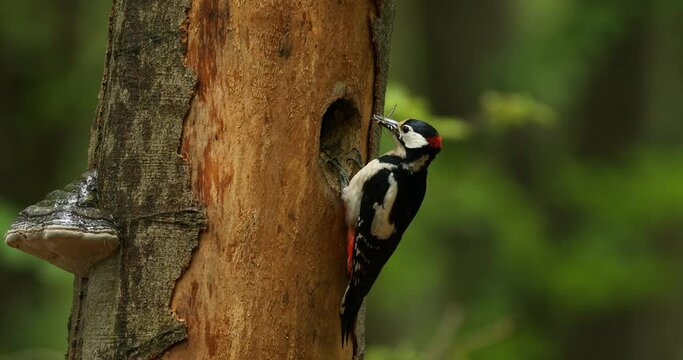 Great spotted woodpecker, Dendrocopos major, climbs to nesting hole in old beech trunk and feeds chicks. Woodpecker holds insect and larvae in beak as feed. Bird breeding season. Spring in wild nature