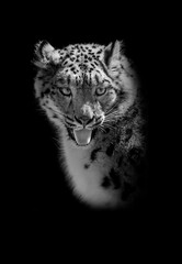 snow leopard - Irbis, Uncia uncia black and white