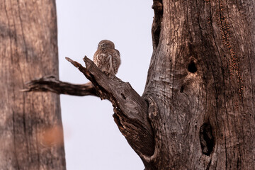 Collared Owlet (Glaucidium brodiei) resting on a tree branch in Botswana, Africa