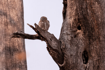 Fototapeta premium Collared Owlet (Glaucidium brodiei) resting on a tree branch in Botswana, Africa