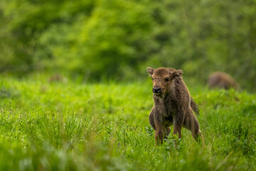 Fototapeta premium European Bison (Wisent) /Bison bonasus/ The Bieszczady Mts., Carpathians, Poland.