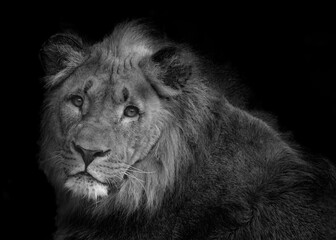 Fototapeta na wymiar Lion on a black background