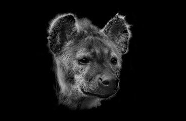 Crocuta crocuta - Spotted Hyena black and white