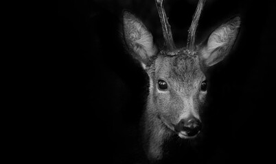 Roe deer in forest - Capreolus capreolus close up © Vera Kuttelvaserova