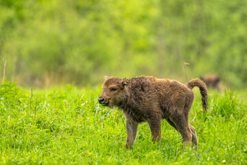 European Bison (Wisent) /Bison bonasus/ The Bieszczady Mts., Carpathians, Poland.