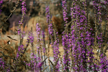 Fototapeta premium field of lavender