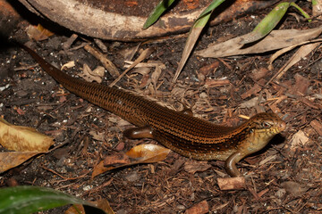 Obraz premium Close up of an Australian Major's Skink