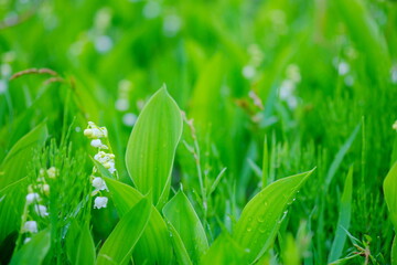 雨上がりに露のきらめくすずらんの花