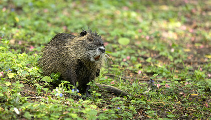 Wild nutria close-up, on a green background.