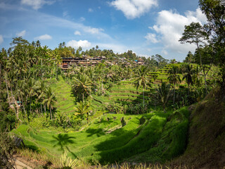 Fototapeta na wymiar Tegallalang rice terraces