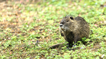 Wild nutria close-up, on a green background.