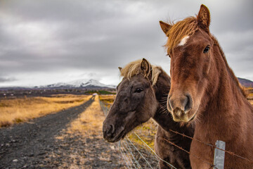 Icelandic horses
