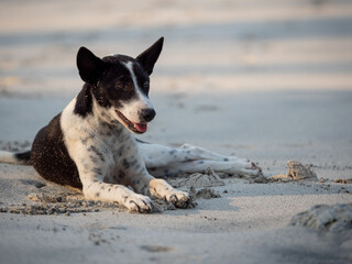 Lying in the sand.