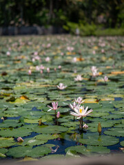 Lotus Lagoon