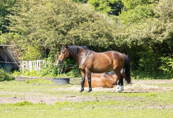 Obraz premium A brown horse is standing in the pasture. Sunny spring day.