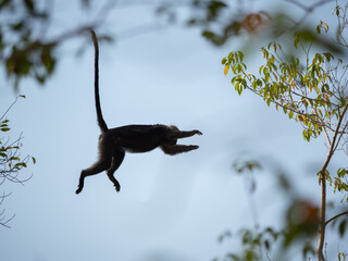 Lutung flying