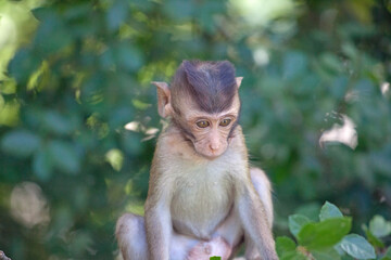 Fototapeta premium 可愛いサル
