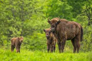 Zelfklevend Fotobehang Europese bizon (Wisent) /Bison bonasus/ The Bieszczady Mts., Karpaten, Polen. © Szymon Bartosz