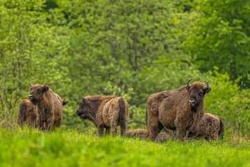 Fototapeta premium European Bison (Wisent) /Bison bonasus/ The Bieszczady Mts., Carpathians, Poland.