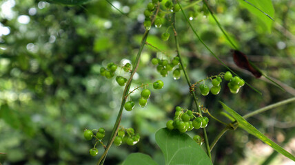 Fototapeta na wymiar Close up of a few green bunches of rain soaked green Asparagus racemosus berries