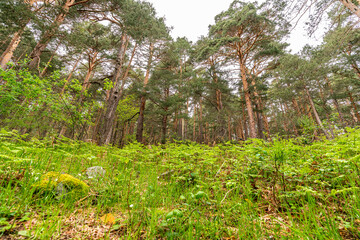 Fototapeta premium Bosque verde en Cercedilla