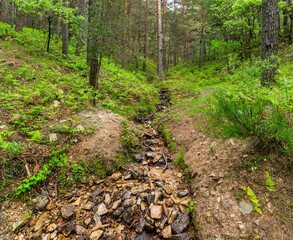 Cauce de un riachuelo entre árboles