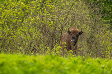 European Bison (Wisent) /Bison bonasus/ The Bieszczady Mts., Carpathians, Poland.