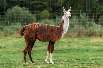 Young llama standing on the field in summer