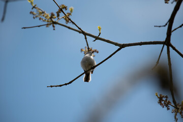 Blue Gray Gnatcatcher