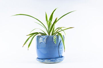 Chlorophytum in blue flower pots on a white background, a beautiful, green houseplant