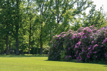 Bushes with pink rhododendron flowers in the park