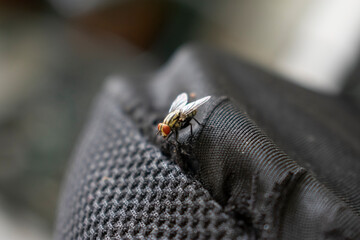Insectos