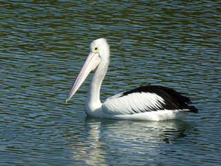 Australian pelican (Pelecanus conspicillatus)