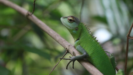 Naklejka na ściany i meble Face of a green colored lizard with large curved eyes on branch with blurred background