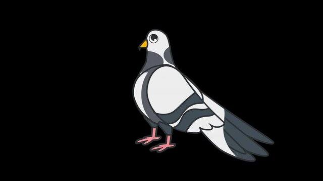 Looping pigeon