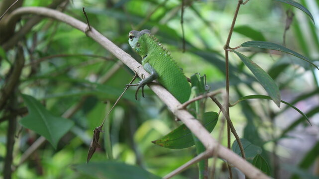 Close picture of a green colored camouflage lizard on a branch with ablurred green background