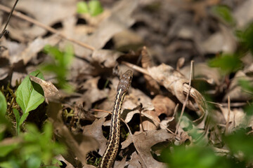 Eastern Garter Snake