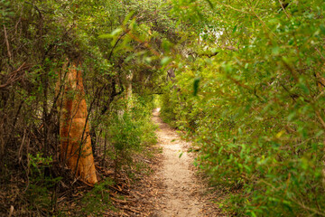 Fototapeta na wymiar Forest Path at Daytime on Summer in Australia. Nature Concept