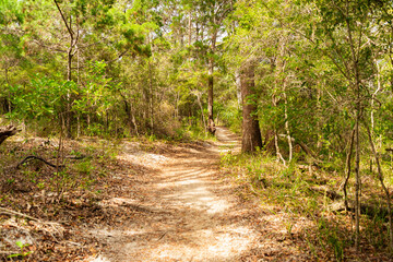 Forest Path at Daytime on Summer in National Park. Nature Concept