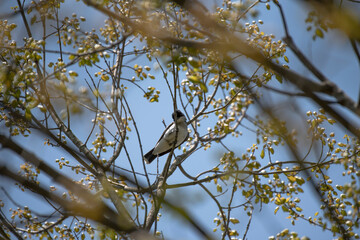 Eastern Kingbird